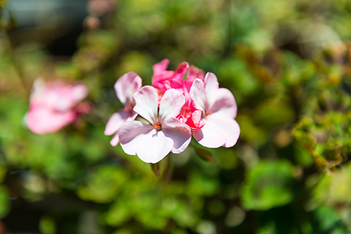 お庭の白とピンク色の花の高画質画像