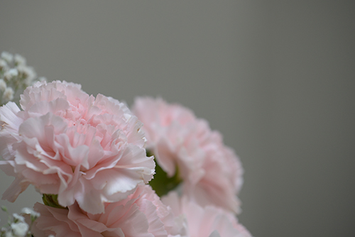 お庭の白とピンク色の花 4の高画質画像