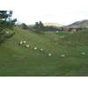 ニュージーランドの羊 4