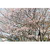 桜・サクラの花 24