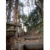 石神井公園の森林 1