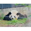 シンシン・リーリー、上野動物園のパンダ 2