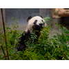 シンシン・リーリー、上野動物園のパンダ 3
