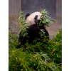 シンシン・リーリー、上野動物園のパンダ 4
