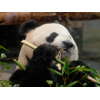 シンシン・リーリー、上野動物園のパンダ