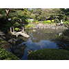 日本庭園の白鳥、馬事公苑 1