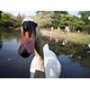 日本庭園の白鳥、馬事公苑 11