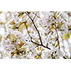 桜・サクラの花 12