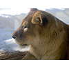 ライオン、旭山動物園