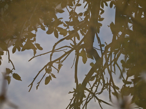 水溜りの木の影の高画質画像