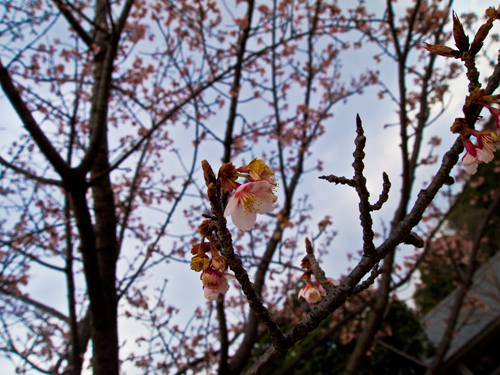 皇居の桜の高画質画像
