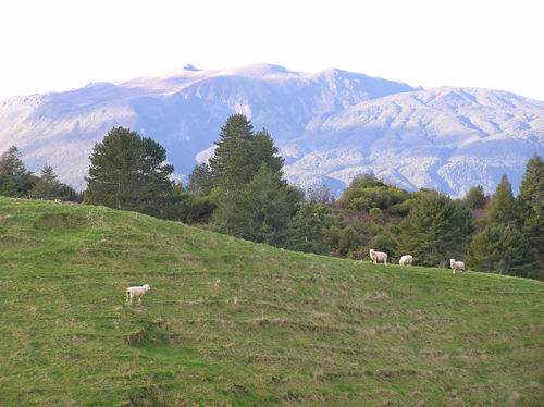 ニュージーランドの羊 1の高画質画像