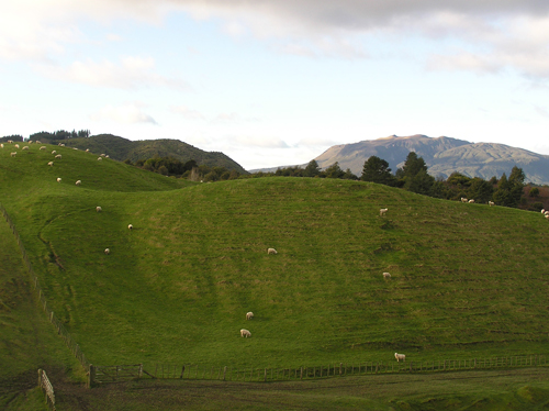 ニュージーランドの羊 2の高画質画像