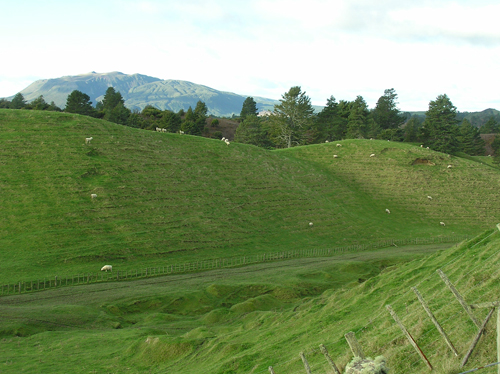 ニュージーランドの羊 3の高画質画像
