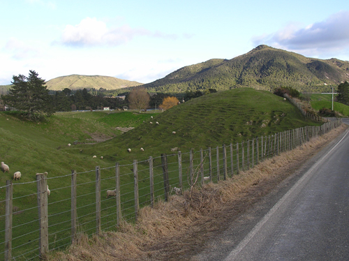 ニュージーランドの羊の高画質画像