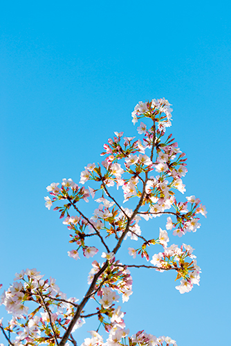 桜・サクラの花 23の高画質画像