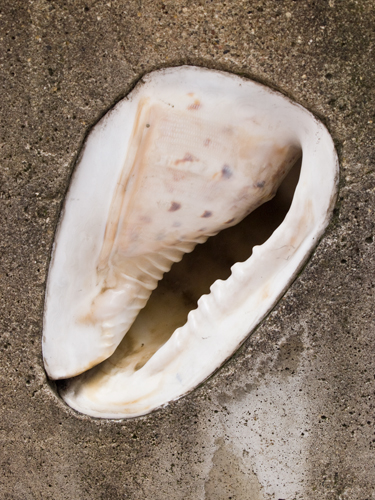 貝の置物の高画質画像