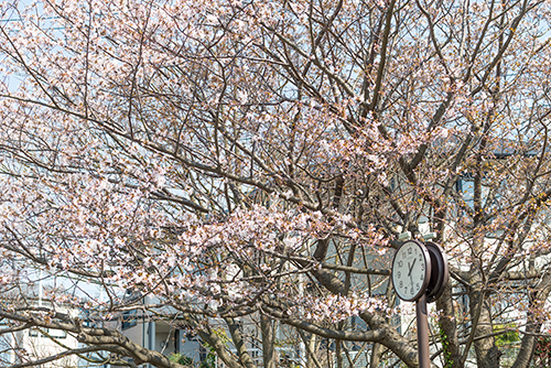 桜・サクラの花 24の高画質画像