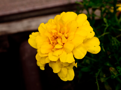 黄色い花 1の高画質画像