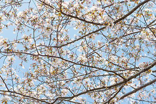 桜・サクラの花 25の高画質画像