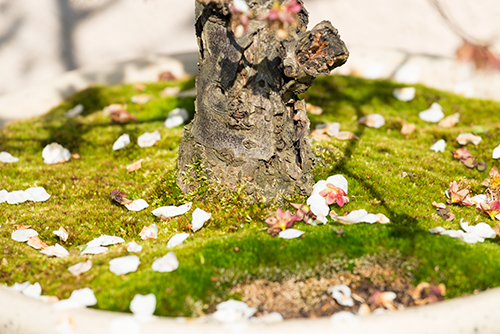散った桜の高画質画像