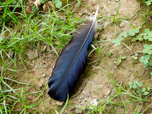 カラスの羽の高画質画像