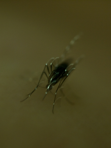 蚊 1の高画質画像