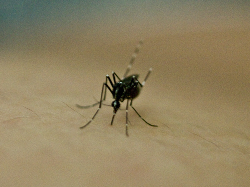 蚊 2の高画質画像