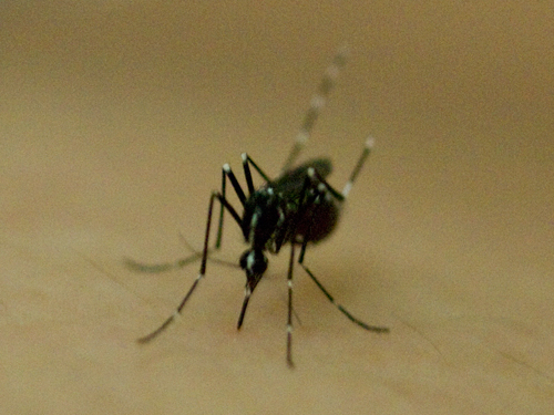 蚊の高画質画像
