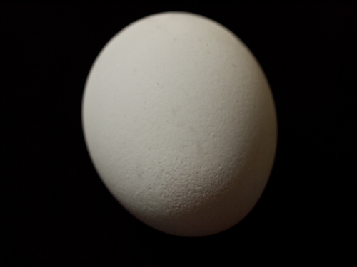 卵の高画質画像