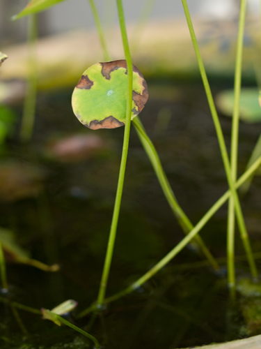 水生植物 2の高画質画像