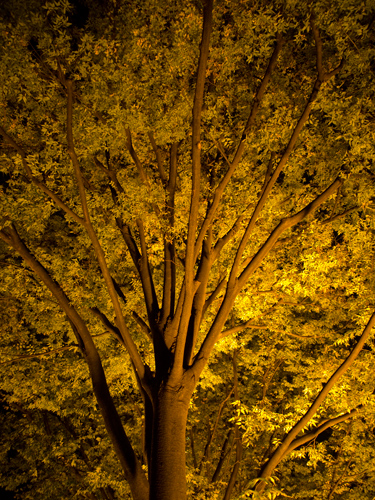 夜の樹の高画質画像