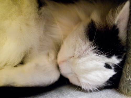 眠り猫 1の高画質画像