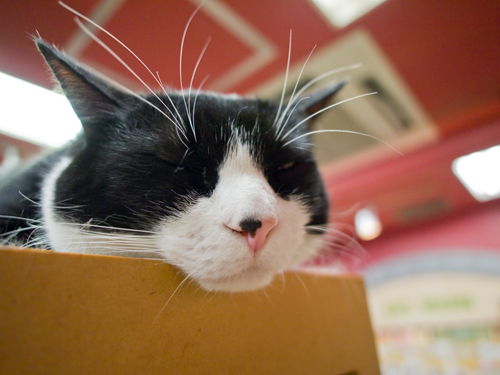 眠り猫 2の高画質画像