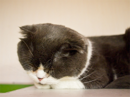 眠り猫 4の高画質画像