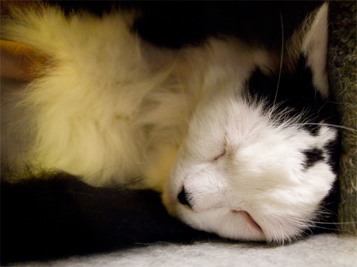 眠り猫 5の高画質画像