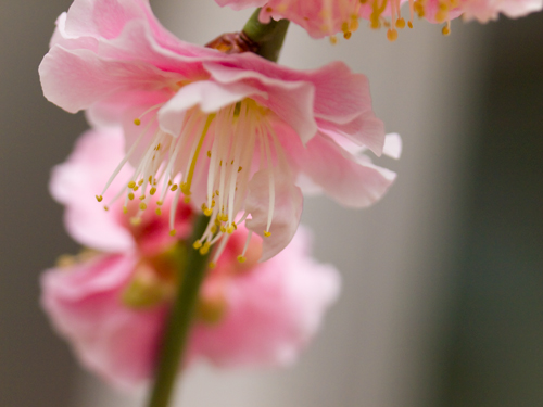桜 2の高画質画像