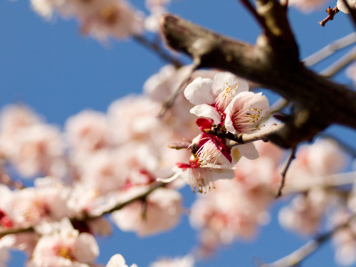 桜 4の高画質画像