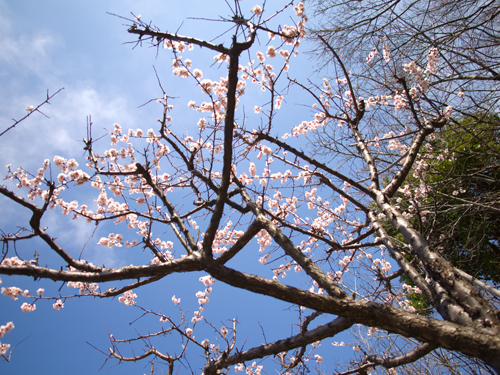 桜 5の高画質画像