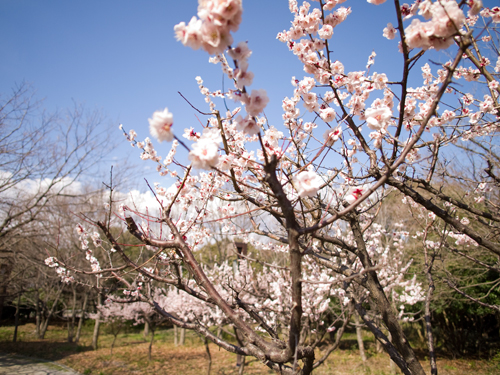 桜 6の高画質画像