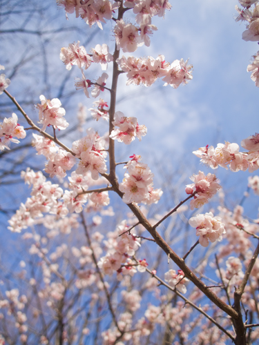 桜 9の高画質画像