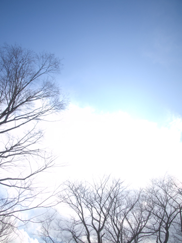 木と青空 1の高画質画像