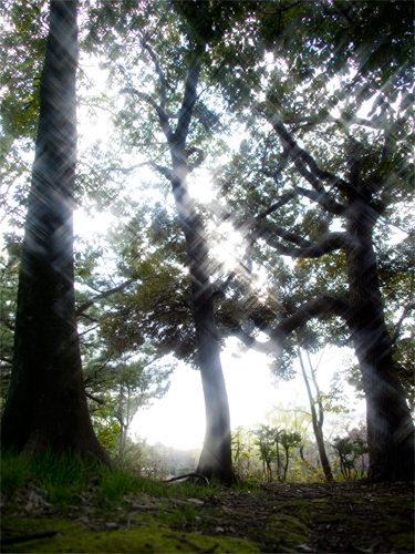 反射光の木 3の高画質画像