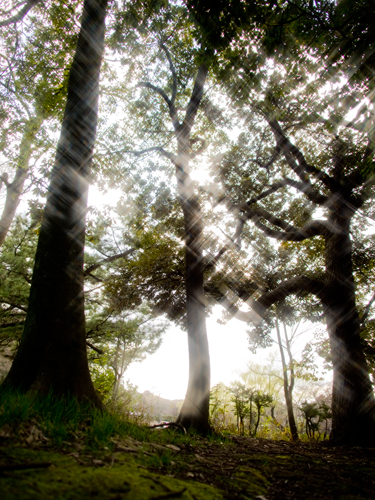 反射光の木 4の高画質画像
