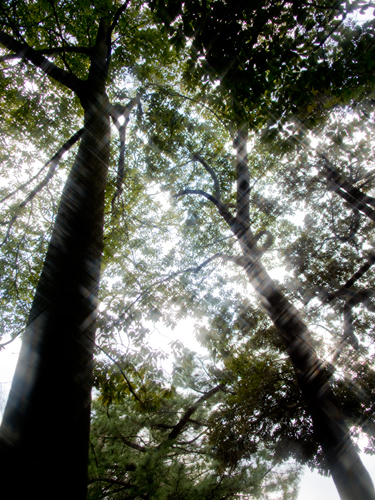 反射光の木 5の高画質画像