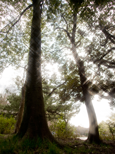 反射光の木の高画質画像