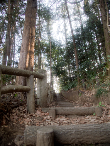 石神井公園の森林 1の高画質画像