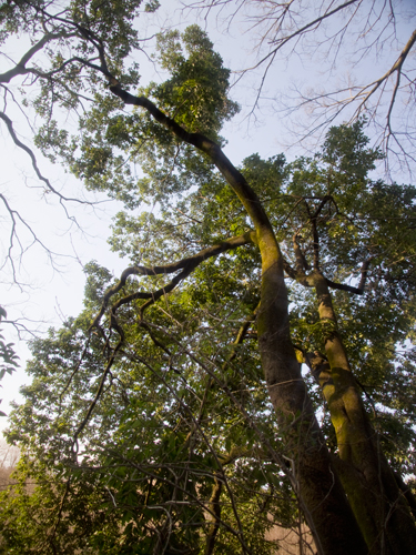 石神井公園の森林 2の高画質画像