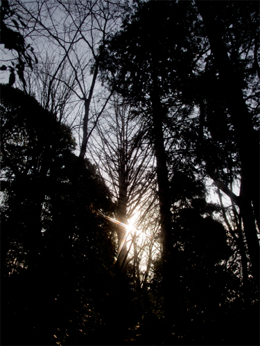 石神井公園の森林 3の高画質画像