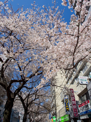 桜 11の高画質画像